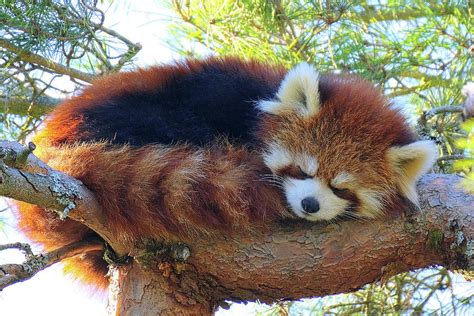 Sleeping Red Panda Photograph by David Jenkinson | Fine Art America