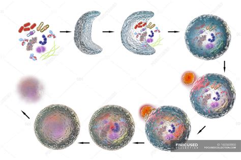 Stages of autophagy mechanism — phagocytosis, cellular - Stock Photo ...