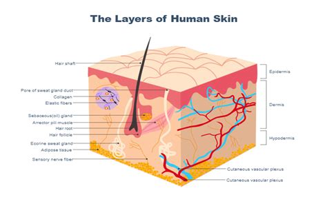 What Is Biological Diagram | EdrawMax Online