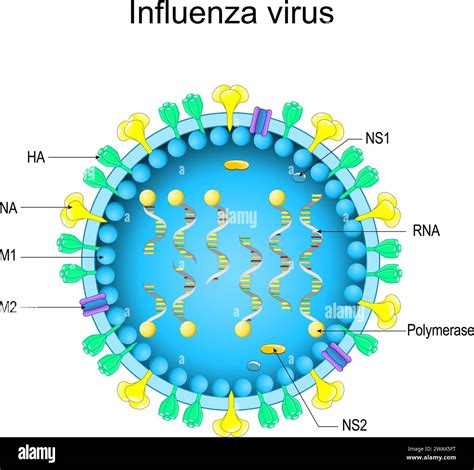 Structure of Influenza virus. Close-up of a Virion anatomy. magnified ...