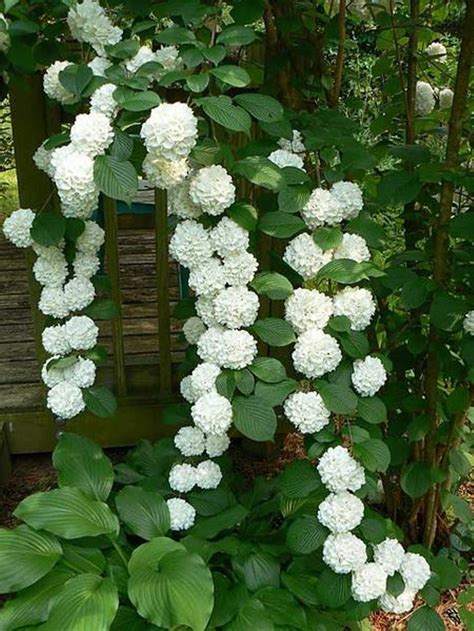 White Hydrangea Best Climbing Plant For Shade : The Best Climbing Plant ...