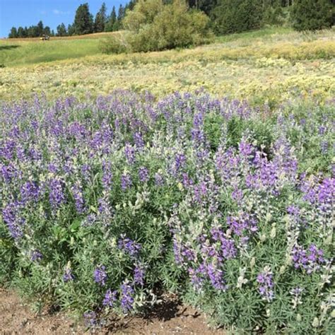 Silky Lupine (Lupinus sericeus)- Great Basin Seeds