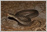 Non-venomous Snakes of Florida Photo Gallery by Daniel D. Dye at pbase.com