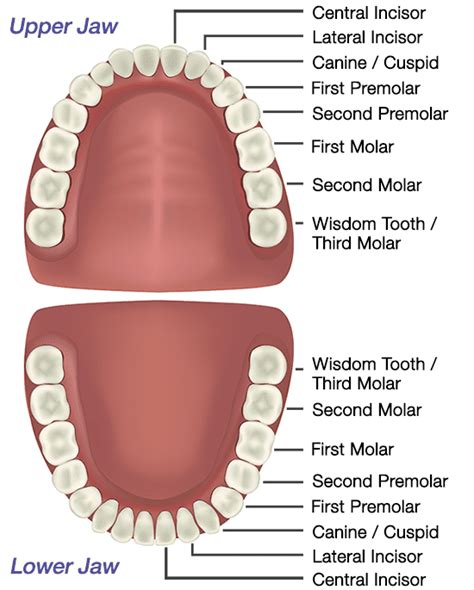 What Do Long Canine Teeth Mean