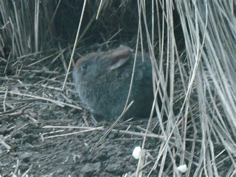 Species Spotlight: Endangered Species: The Volcano Rabbit