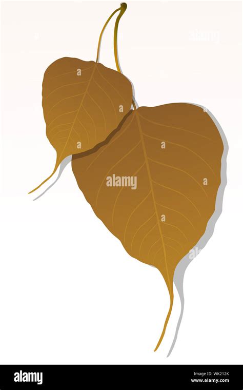 Peepal leaf hi-res stock photography and images - Alamy