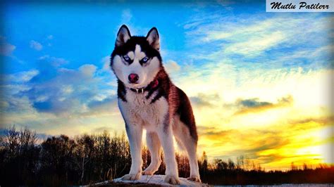 Mutlu Patilerr: Sibirya Kurdu ve Husky Cinsi Köpek Eğitimi ve Özel ...