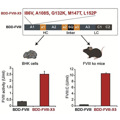 Minimal Essential Human Factor VIII Alterations Enhance Secretion and ...