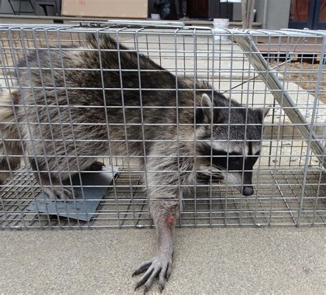 Raccoon Removal – Nashville Wildlife