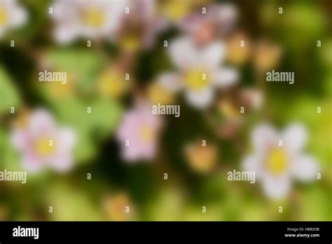 Blurred background of flowers Stock Photo - Alamy