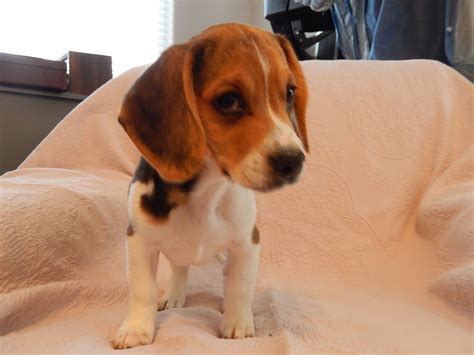 Previous Litter Of Miniature Pocket Beagle Puppies Born 8-2-13 - Pocket ...