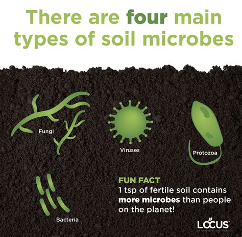 What Are Soil Microbes & Why Do They Matter?