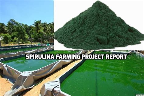 Growing Spirulina at Home Information | Agri Farming