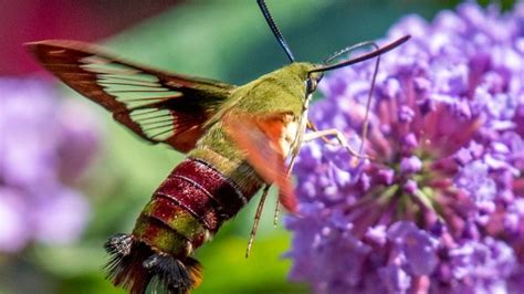 Hummingbird Moth - Don't Confuse This One With A Hummingbird