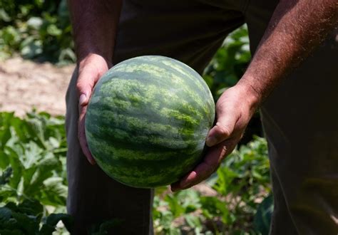 How To Grow Watermelon In A Small Space