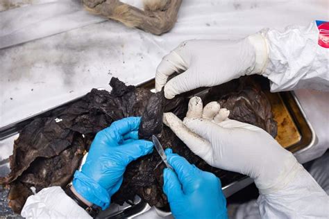 Stunning 44,000-Year-Old Mummified Wolf Discovered in Siberian ...