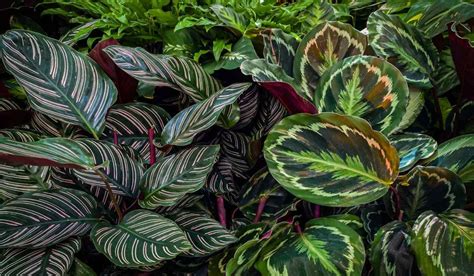 Calathea plant: Facts, species, how to grow and care tips