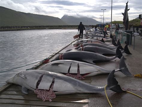 About 100 bottlenose dolphins slaughtered in new Faroe Islands hunt