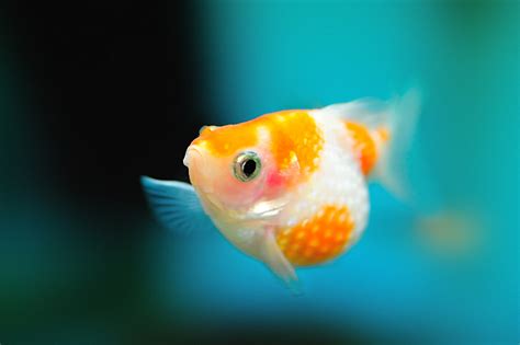 Pearlscale Goldfish Information | Best About GoldFish