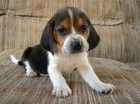 Bagle Hound (Basset Hound Beagle Mix) Info, Facts, Temperament ...