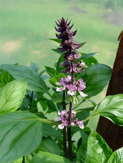 Holy Basil Herb - 100 Seeds - Hirt's Gardens