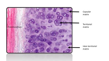 What fibers are found in the matrix of hyaline cartilage? - THEKITCHENKNOW