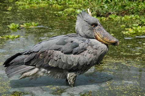 11 Fascinating Swamp Animals