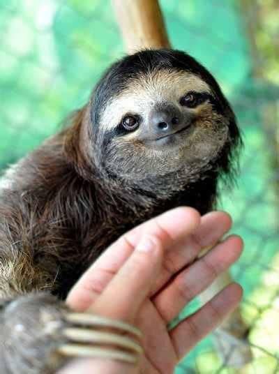 Twitter | Cute sloth pictures, Cute baby sloths, Happy animals