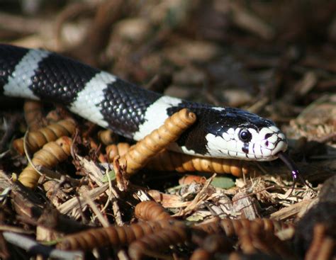 California kingsnake close up | Range: Eastern and southwest… | Flickr