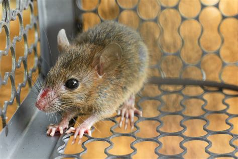 What to Look for in an Exterminator - Mice Mob Exterminators