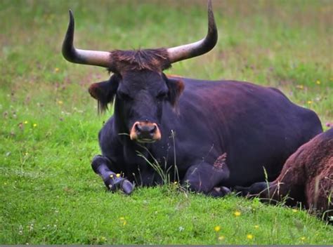 Tauros program would bring back Europe's famed Auroch cattle - Digital ...