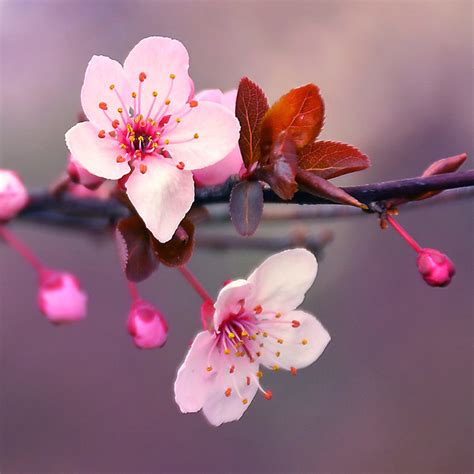 Japanese Cherry Blossom Fragrance Oil - CandleScience