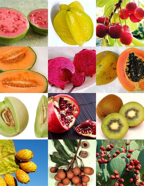 Buy EXOTIC TROPICAL FRUITS MIX sweet edible tree fragrant fruit seed ...