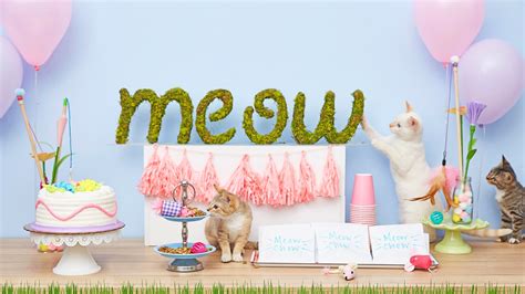 Let’s Throw a Cat Birthday Party | BeChewy