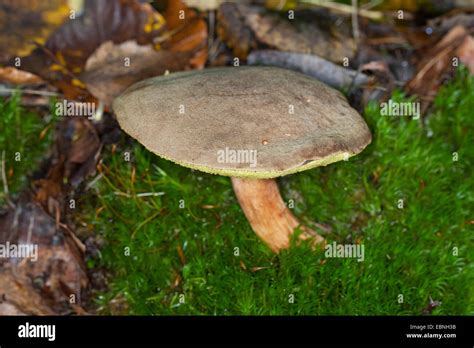 Suede bolete, Brown and yellow bolet, Boring brown bolete, Yellow ...