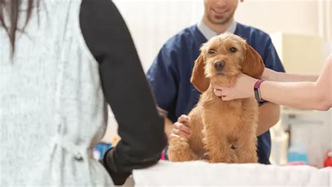 AAH Blog Veterinary Tips & Pet Care - Ambleside Animal Hospital