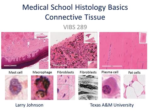 Histology Tissue Types