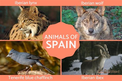 Animals of Spain - Endemic and Typical Species (With Pictures)