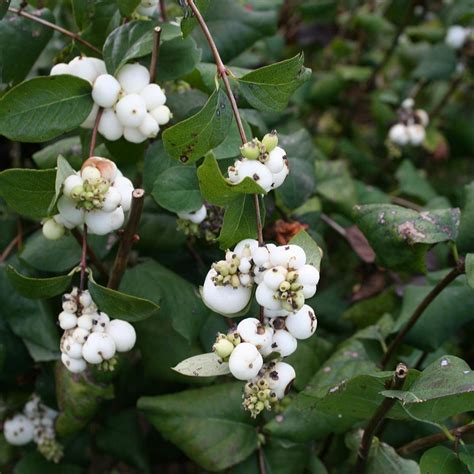 Symphoricarpos albus - Symphorine blanche - Arbuste ornemental ...