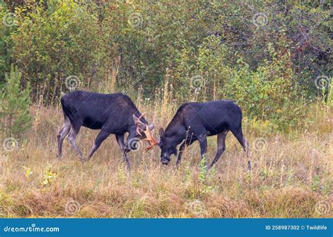 Bull Moose Fighting in Autumn in Wyoming Stock Photo - Image of moose ...