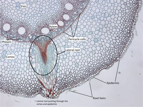 Monocot Root Cross Section Diagram Diagram Media | Porn Sex Picture