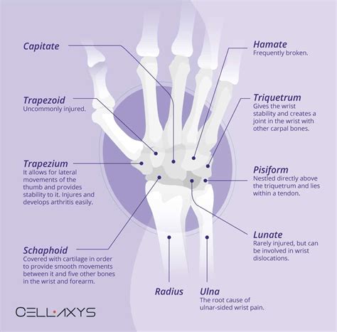 Wrist Anatomy Ulnar Side