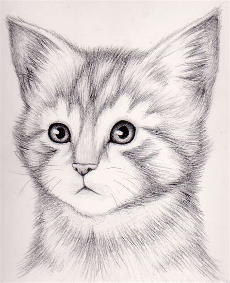 How to Draw a Cute Realistic Kitten - Lutz Wasterem