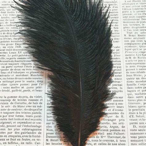 Ostrich feathers. - La Rose Passementarie