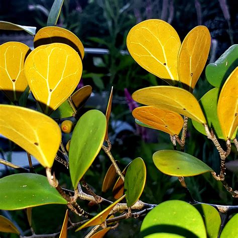 Houseplants – Fairchild Tropical Botanic Garden