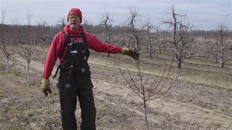 Peach Tree Pruning - YouTube