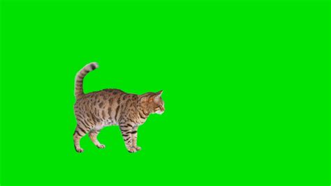 3,905 Green screen cat Stock Video Footage - 4K and HD Video Clips ...