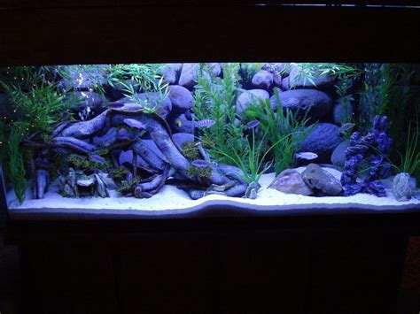 55+gallon+fish+tank+ideas | cichlids.com: 55- Gallon-Afra Tank ...