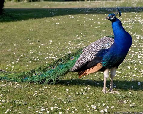 Bollywood Cellebrity: Peacock Wallpaper, Wallpaper Peacock, Peacock ...