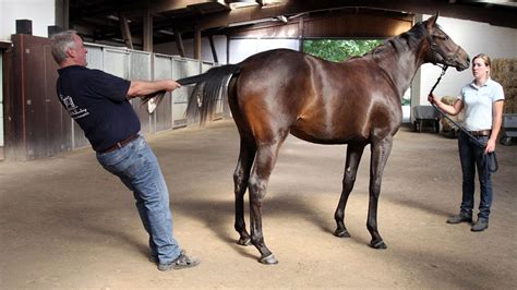 Research finds tail pull therapy may reduce back pain in horses *H&H ...